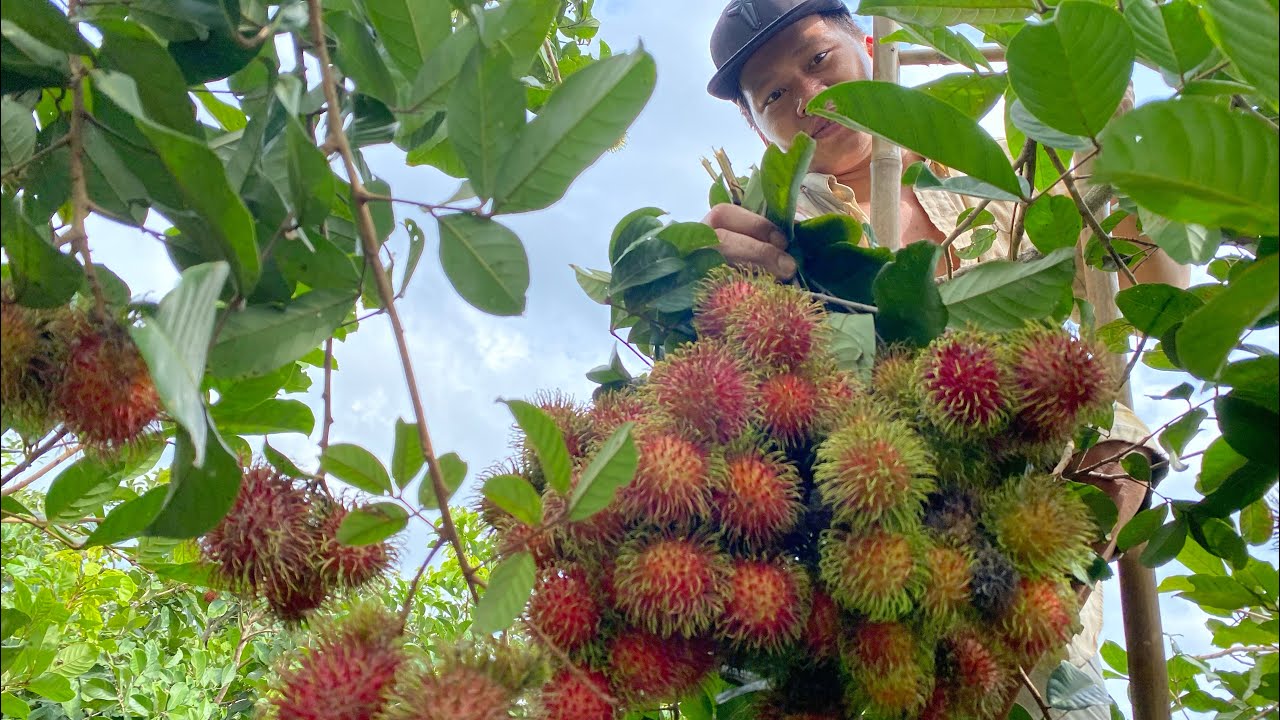 Chom Chom Long Khanh